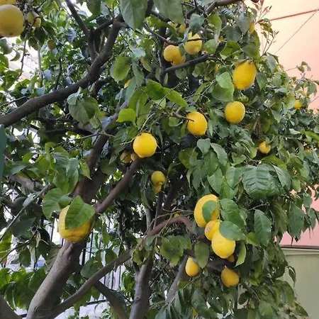 Popi Al Mare In Con Giardino E Wifi *